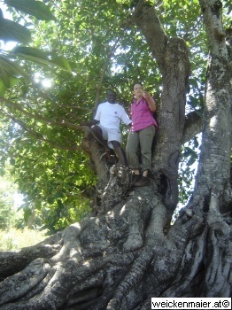 imBaum.JPG